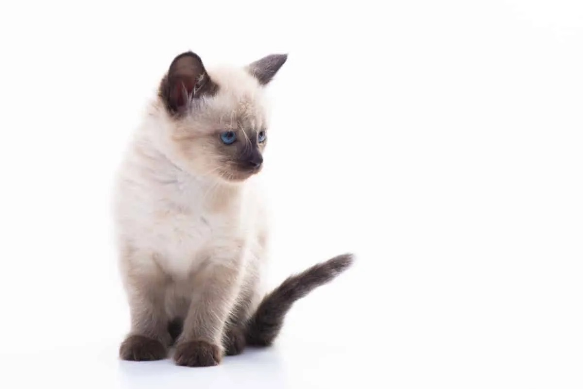 A curious Siamese cat looking back attentively