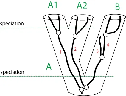 A diagram illustrating lineage sorting into species or genetic clusters.