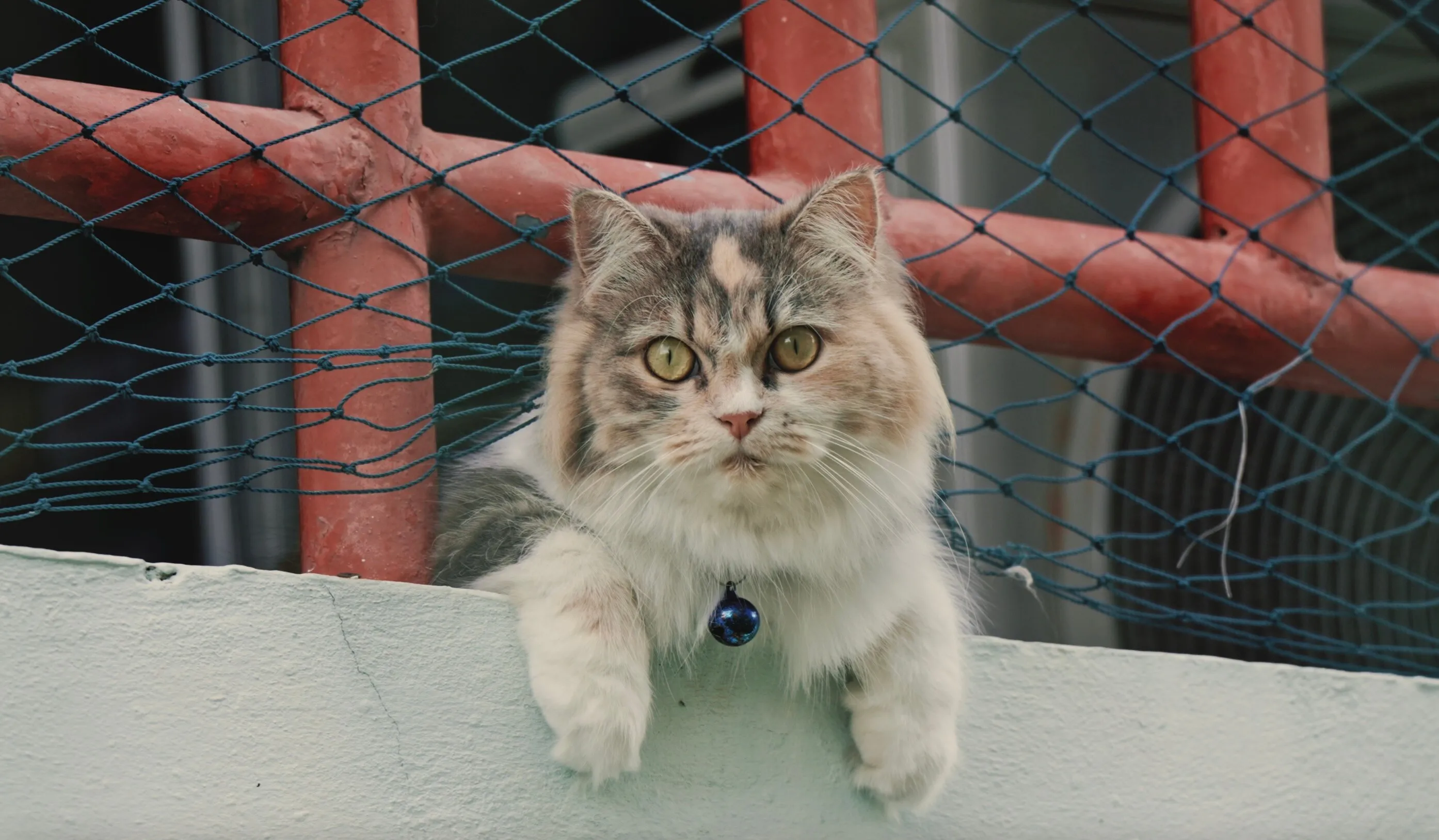 A dilute calico RagaMuffin lounging on a patio