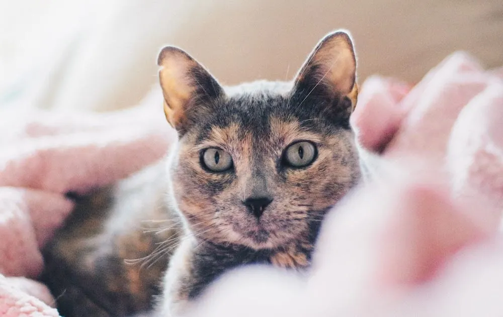 A dilute tortoiseshell cat with soft, pastel-colored fur.