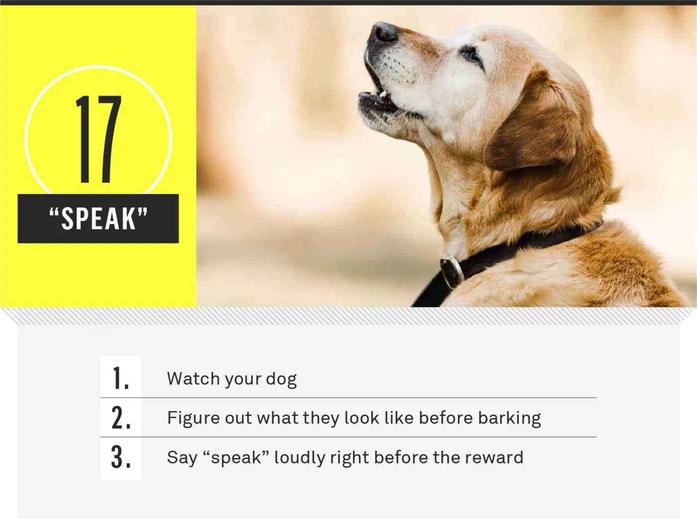 A dog barking on command.