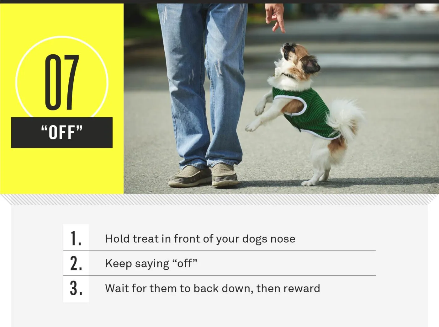 A dog being gently redirected away from furniture