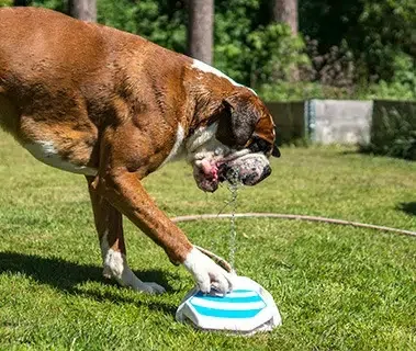 A dog drinking water from a fountain toy in a grassy yard.