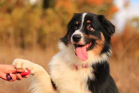A dog eagerly participating in a training session