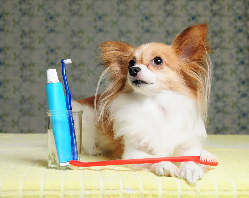 A dog happily chewing on a piece of cod skin treat.