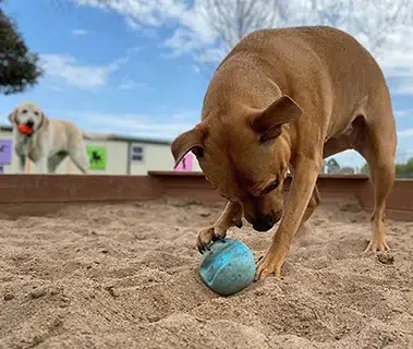 A dog happily digging in a sand-filled pit.