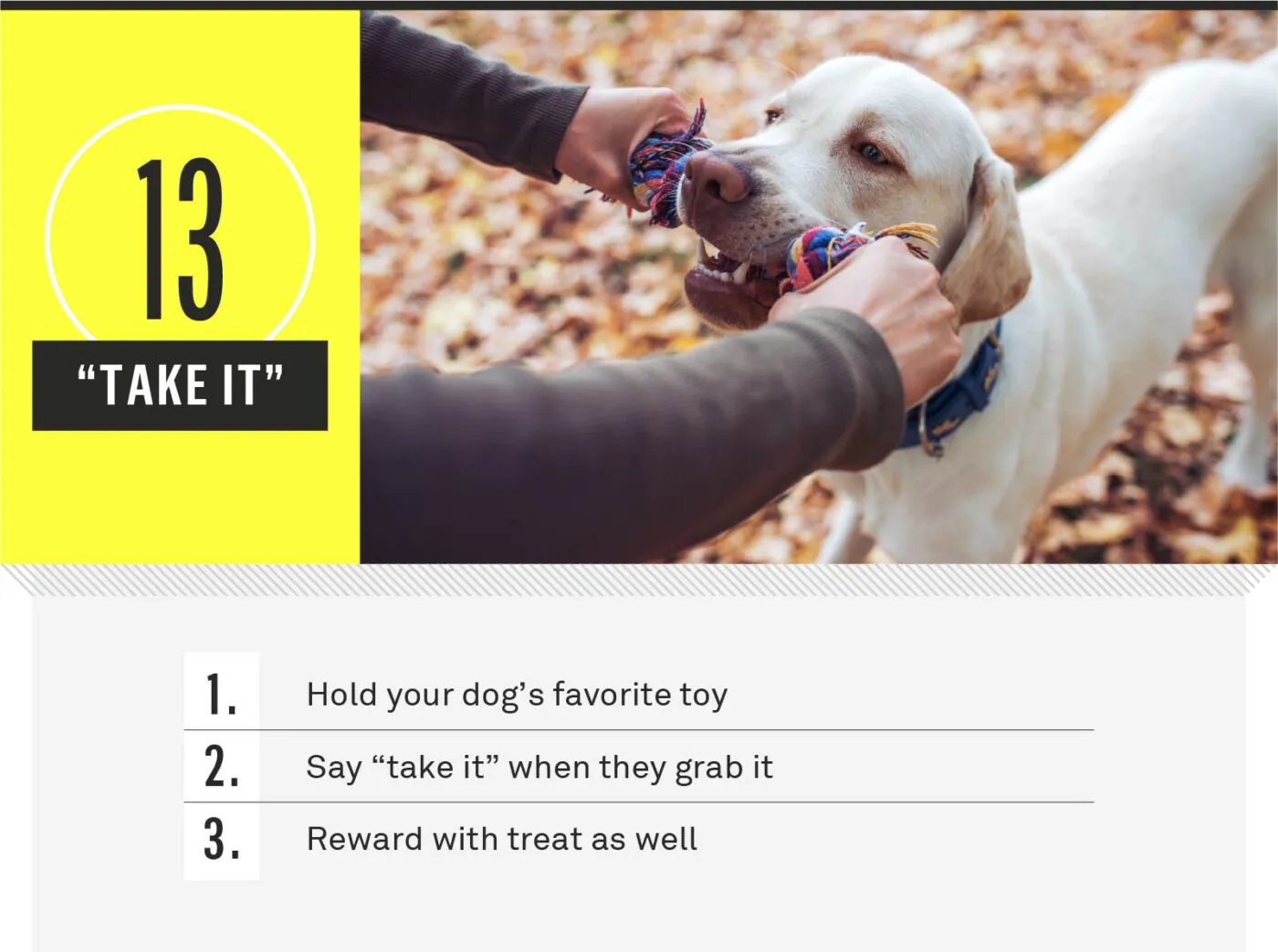 A dog happily taking a toy offered by its owner.