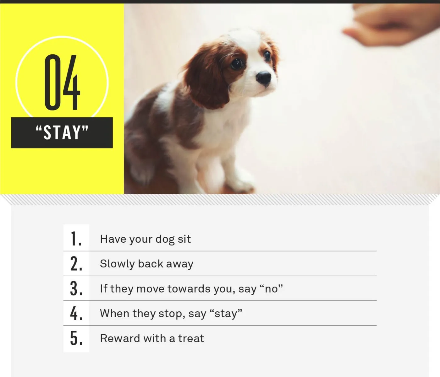 A dog holding a "stay" position with its owner a short distance away.