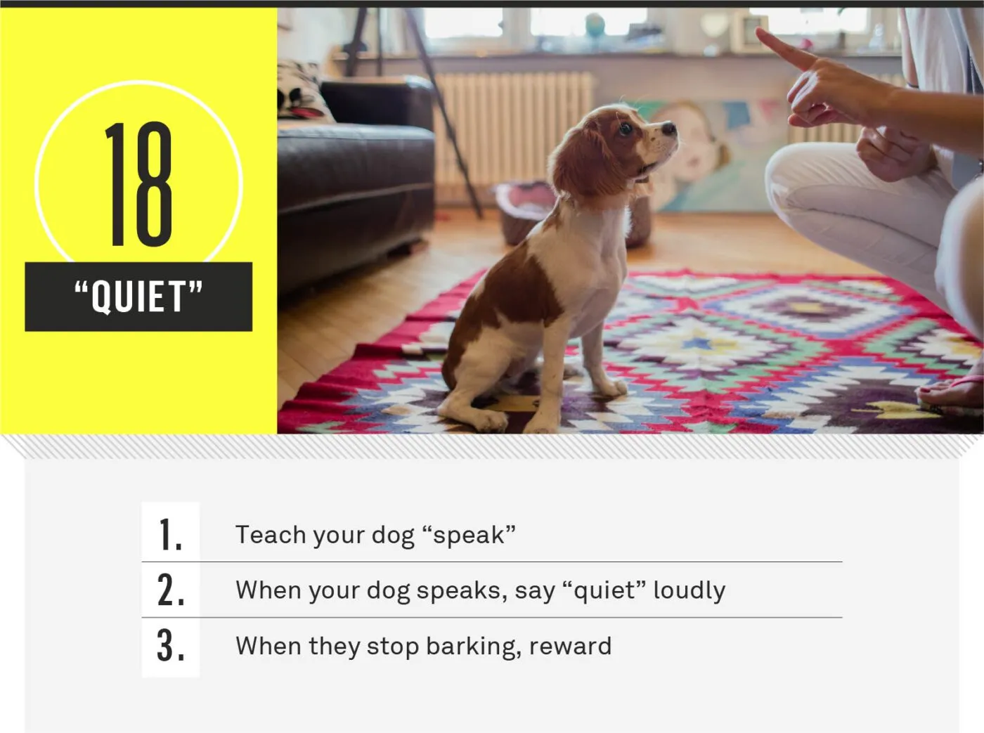 A dog in a quiet, attentive pose after being told to be quiet