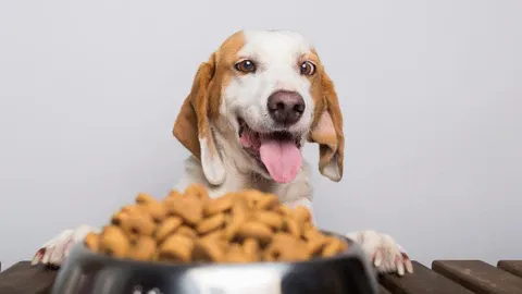 A dog looking down thoughtfully at a bowl of nutritionally safe kibble