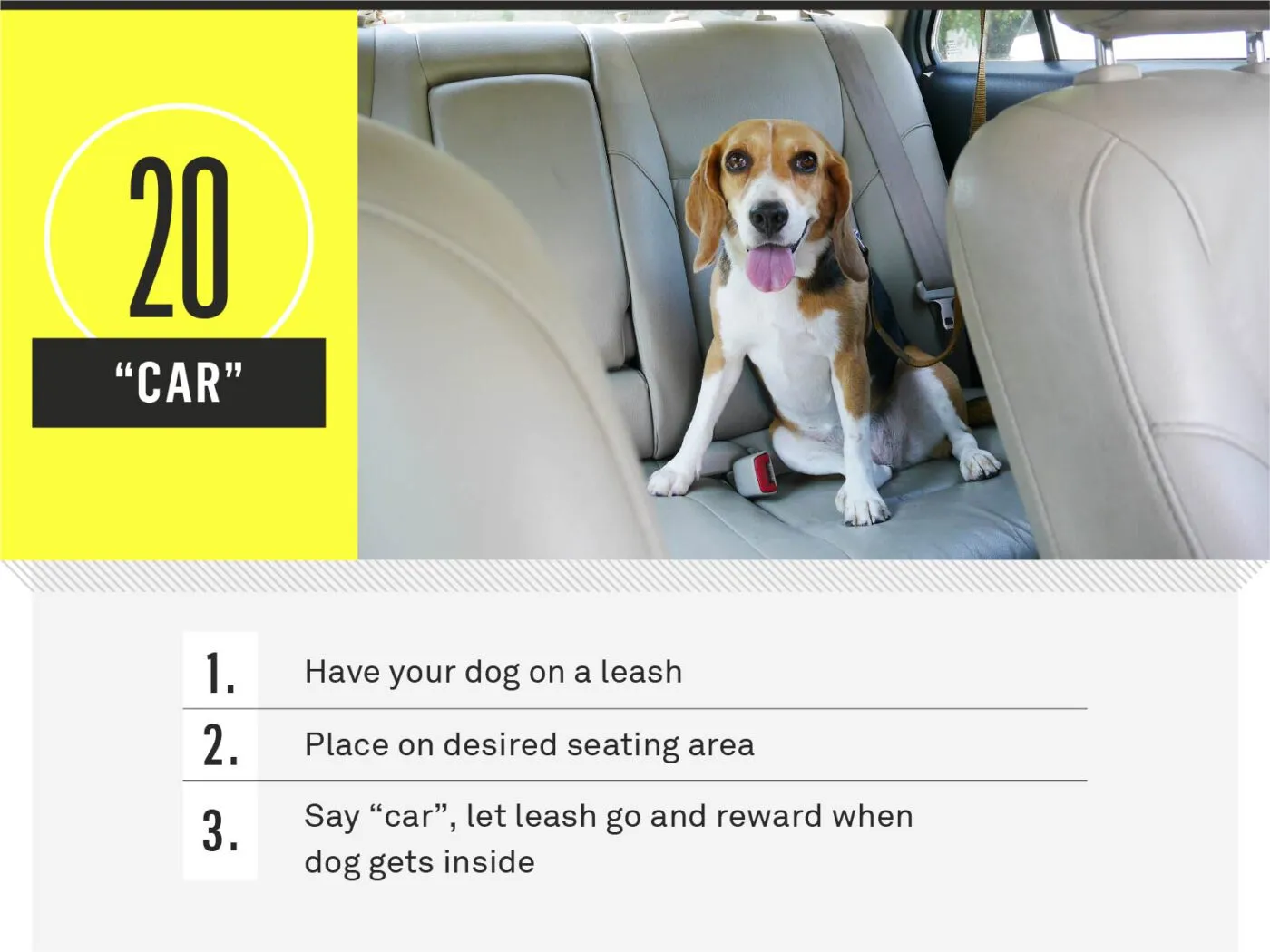 A dog looking out of a car window during a ride.