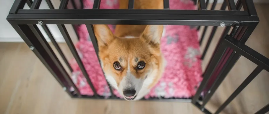 A dog looks up expectantly from inside its crate