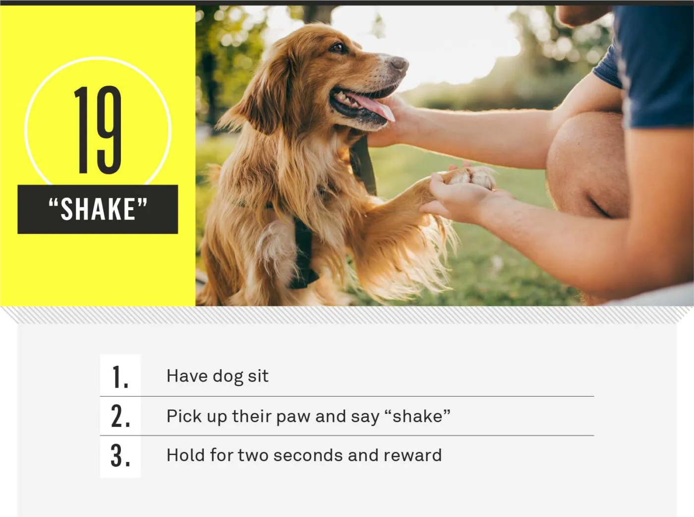 A dog offering its paw to its owner for a "shake".