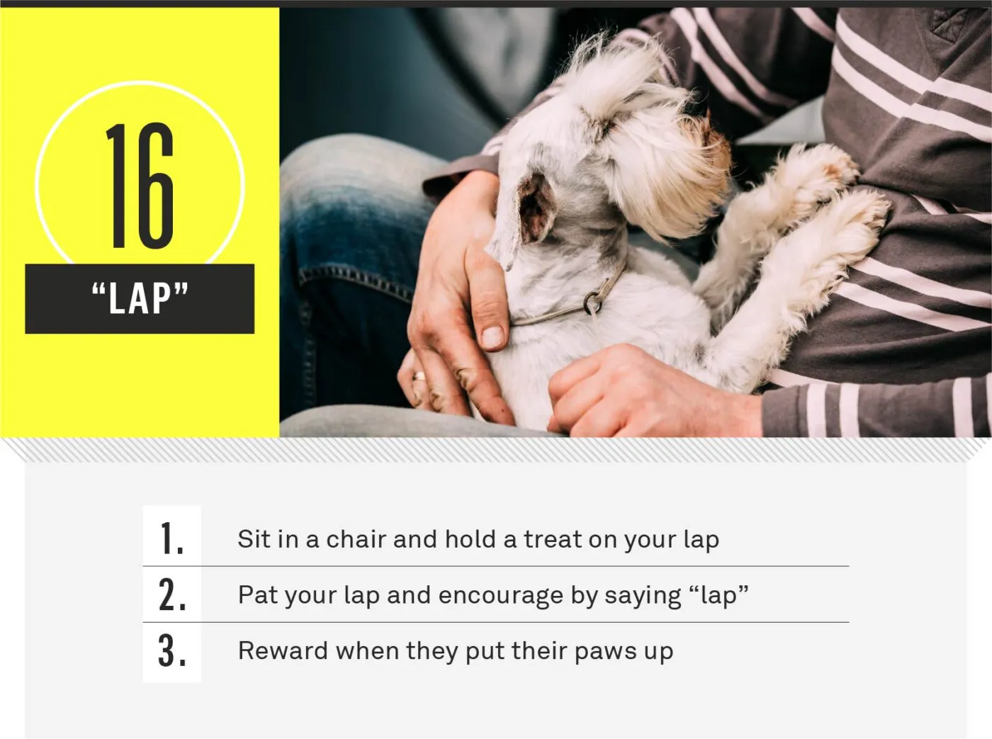 A dog placing its front paws on its owner's lap.