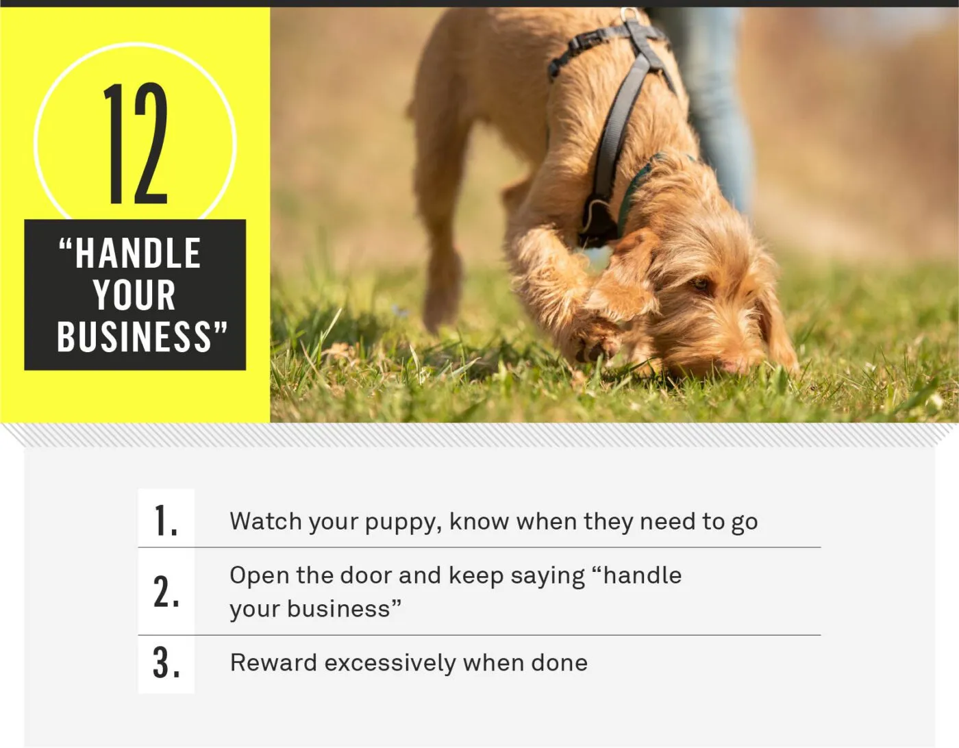 A dog relieving itself outdoors in a designated area.