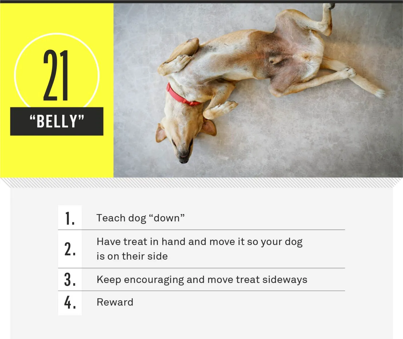 A dog rolling onto its back, exposing its belly