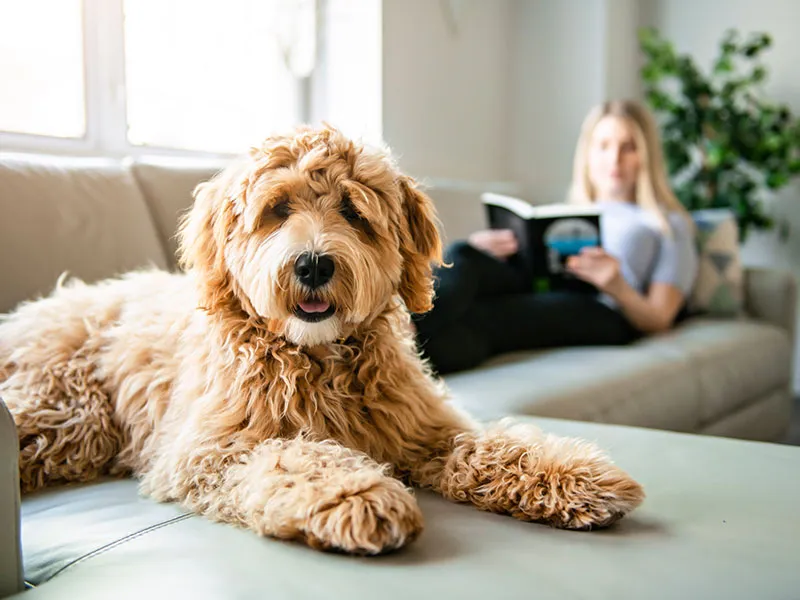 A dog sitter interacting affectionately with a dog in a home setting.
