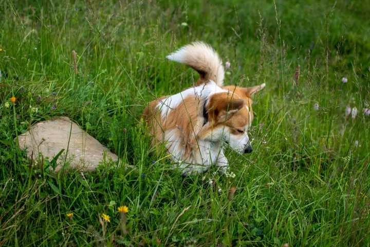 A dog sniffing the ground outdoors, distracted