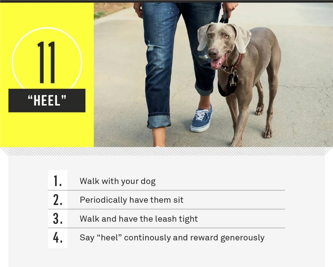 A dog walking calmly by its owner's side on a leash.