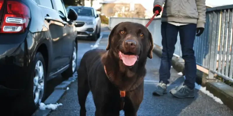 A dog with a cough, looking unwell