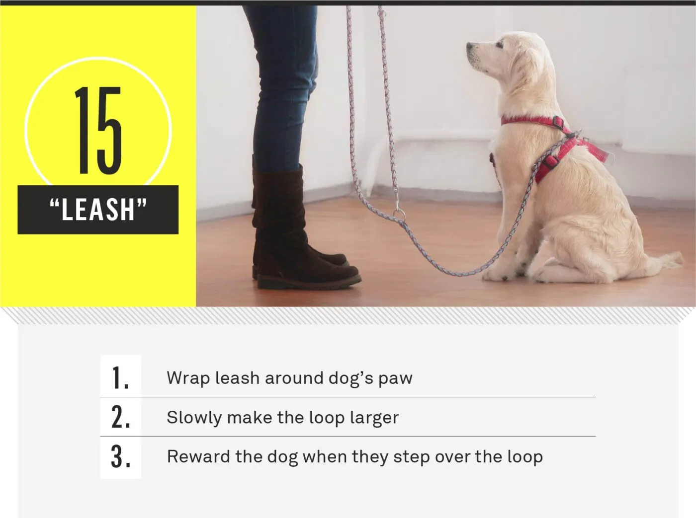 A dog with its leash tangled around its paw, looking confused.