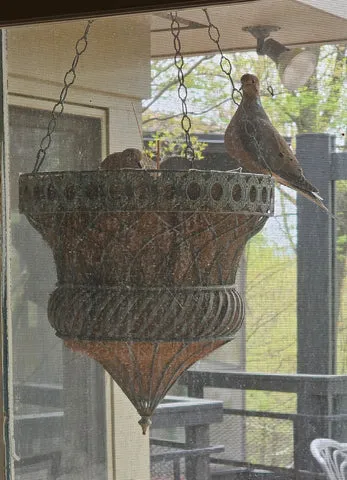 A father mourning dove stands watch near the nest where his young are developing.