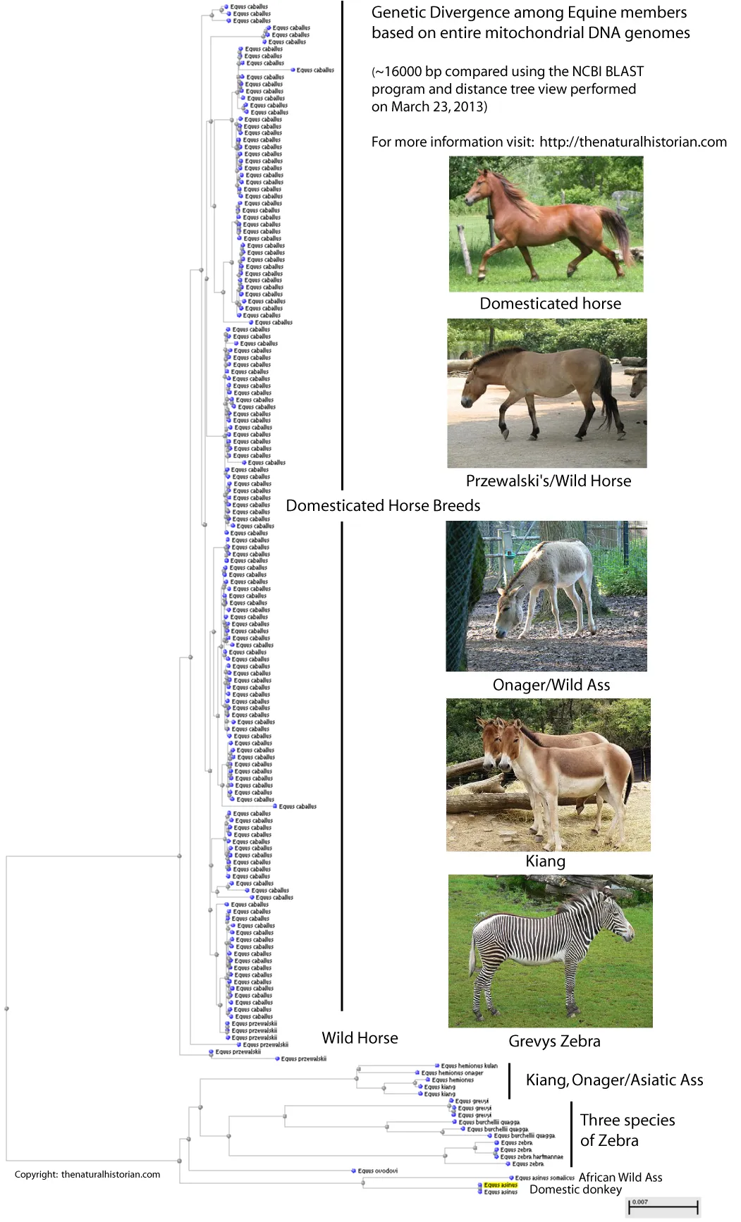 A genetic similarity tree comparing horse species and breeds.