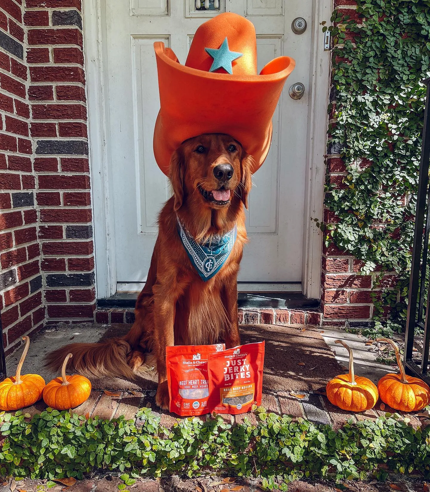 A golden retriever named Maverick looking happy