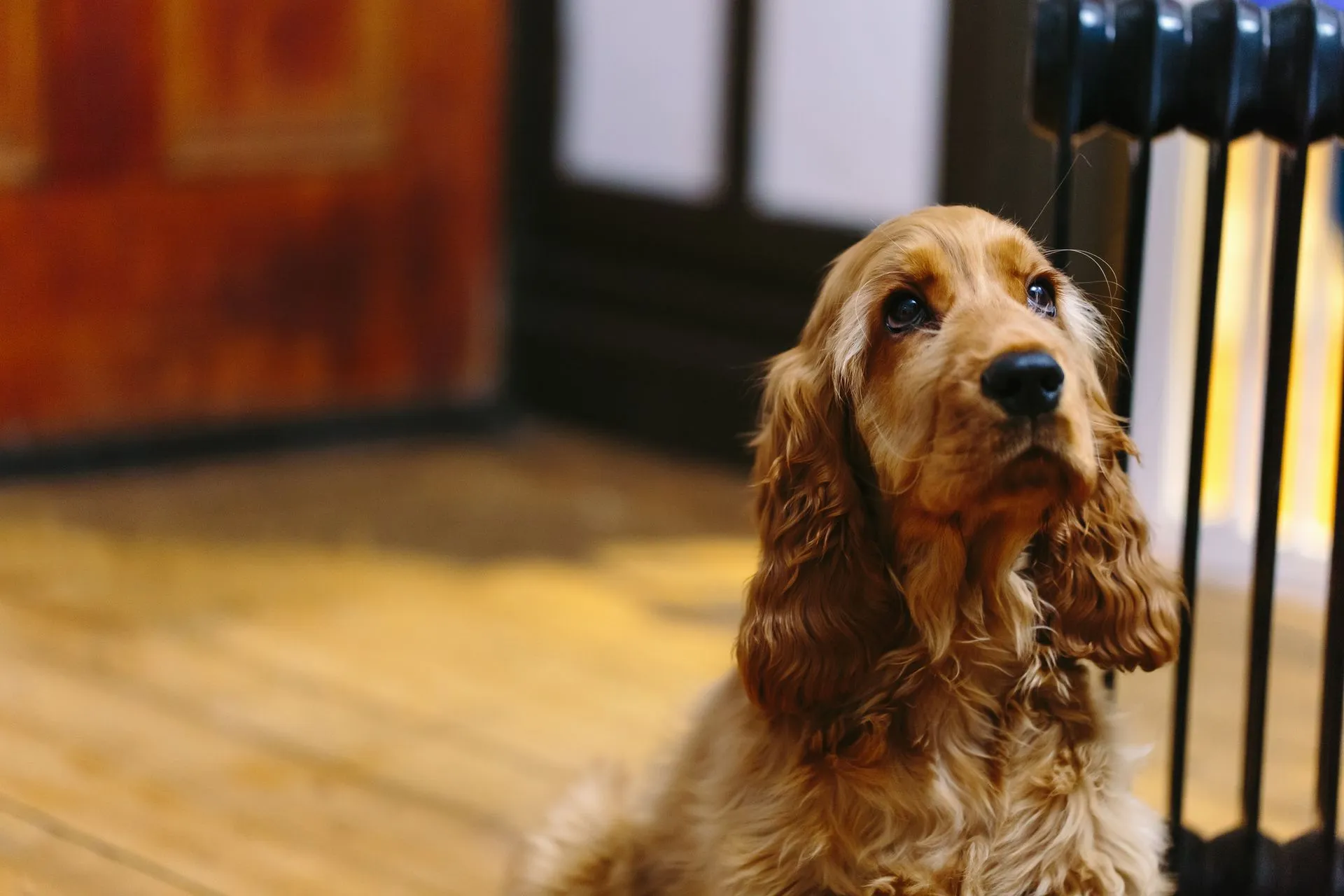 A golden retriever puppy sitting attentively on a wooden floor, looking up at its owner.