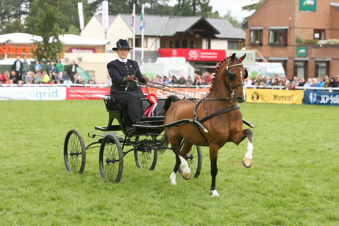 A Hackney horse in motion, showcasing its high-stepping gait