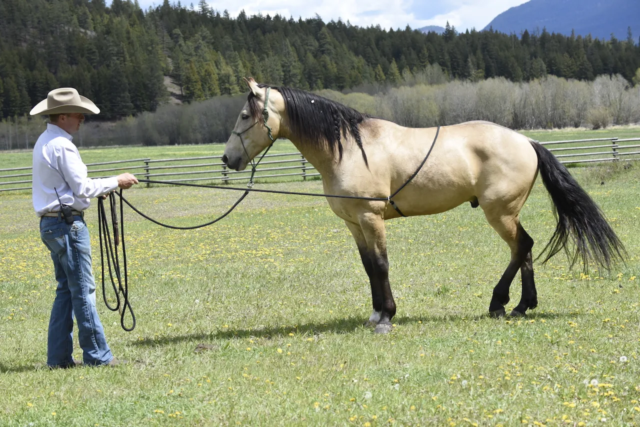 A horse being led with a flank rope positioned near its girth.