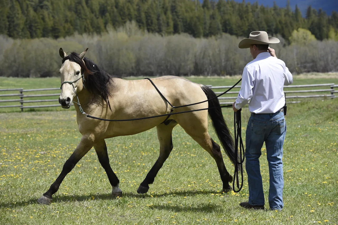 A horse carrying a flank rope with some tension, ready to yield.