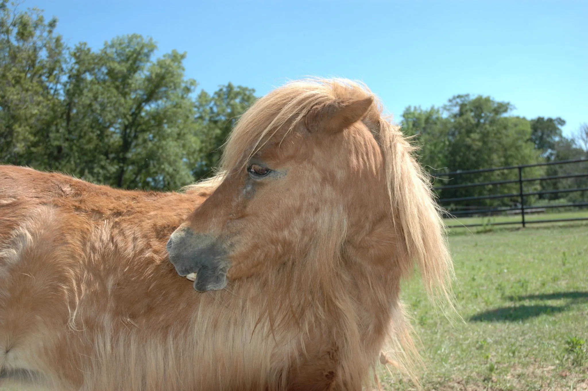 A horse looking over a fence in a field