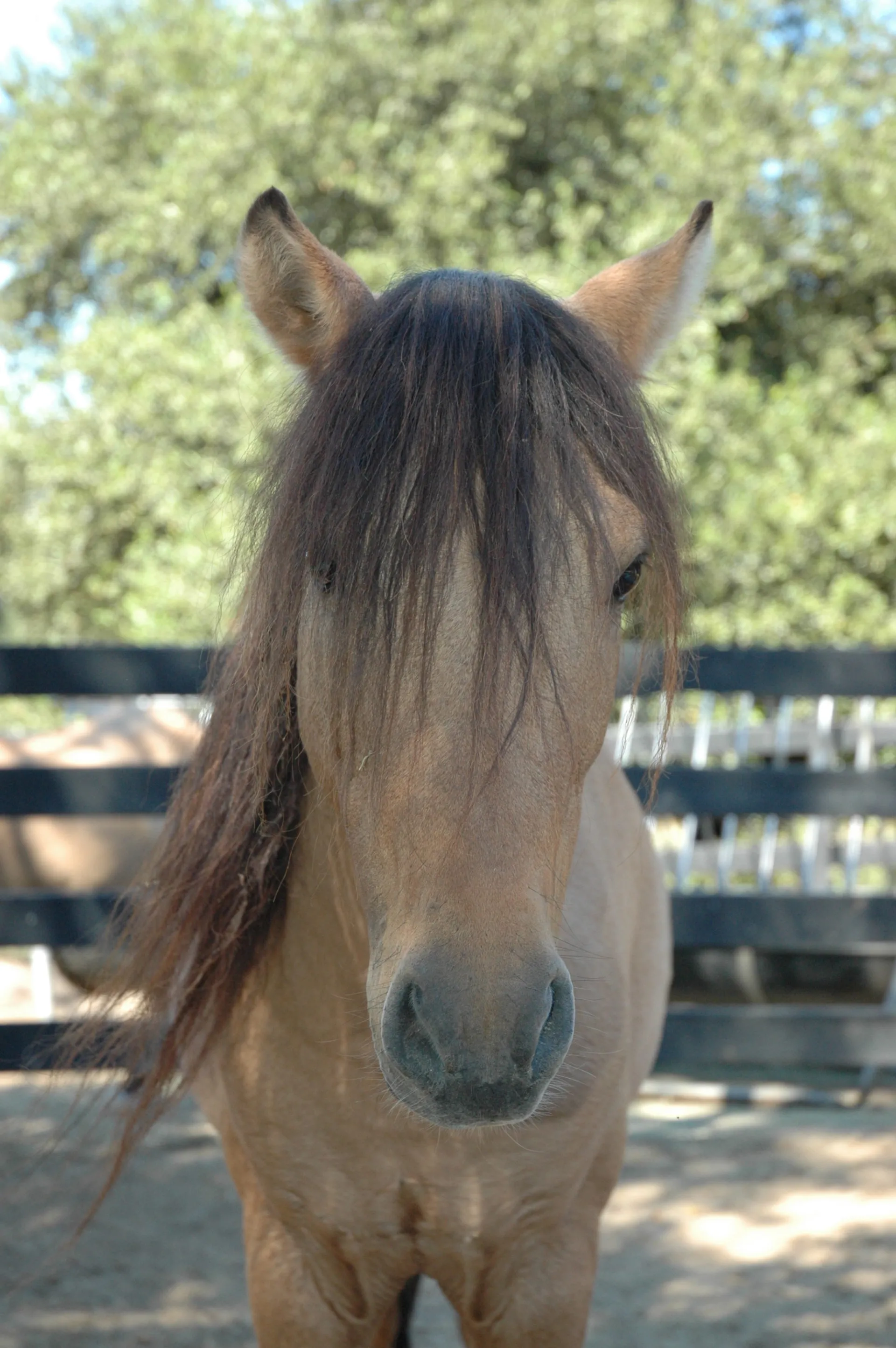 A horse posing for a photograph in a stable