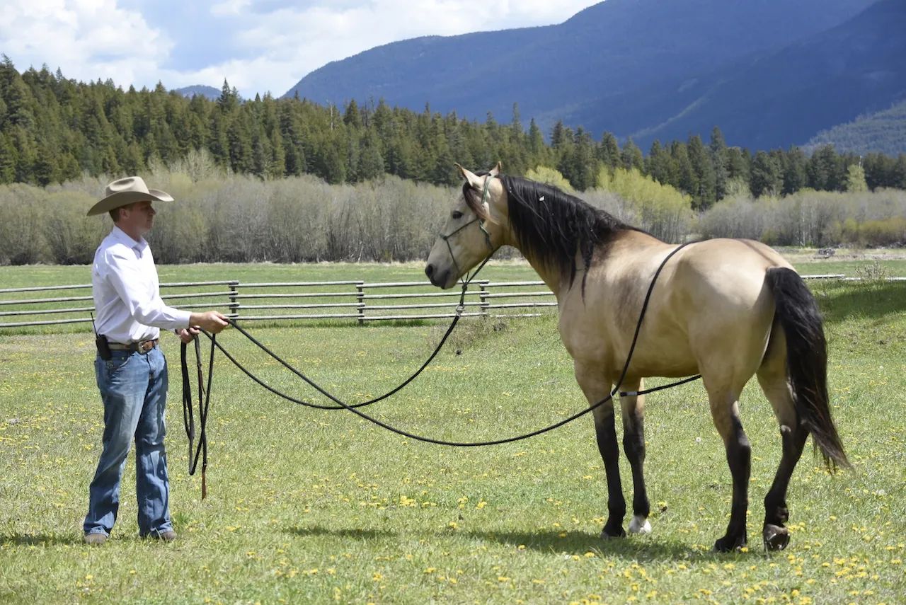A horse with a flank rope applied loosely around its belly.