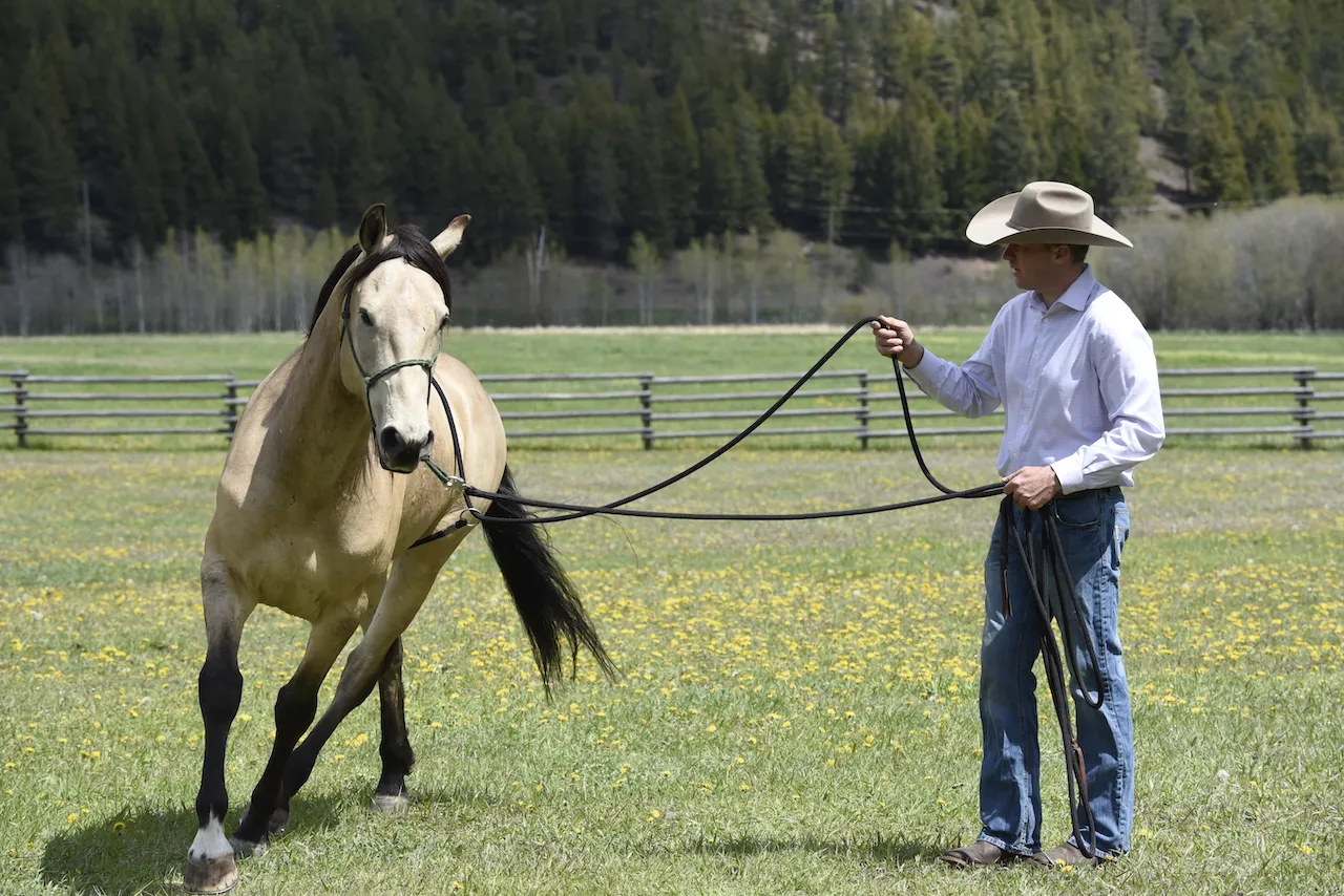 A horse yielding to a flank rope, moving forward calmly.