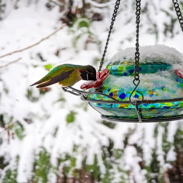 A hummingbird feeder in the snow.
