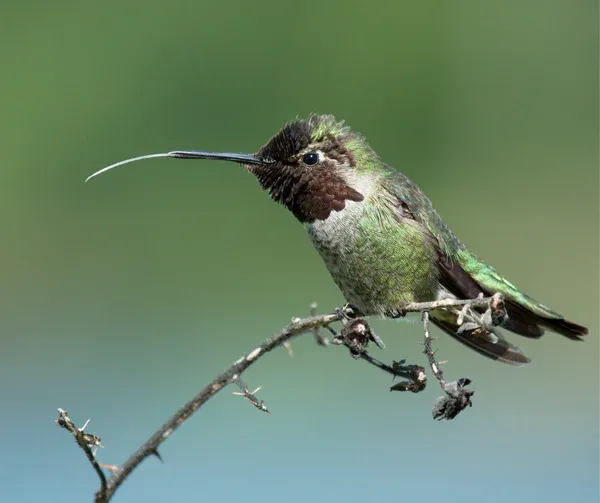 A hummingbird with its tongue extended, showing the lamellae.
