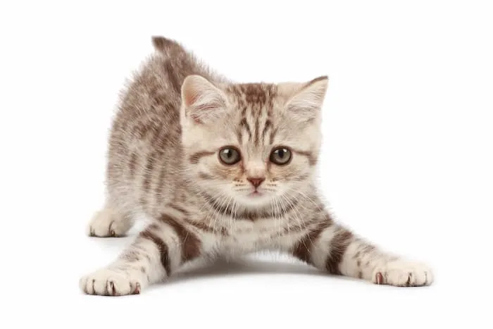 A kitten playfully spreads its front paws, inviting interaction.