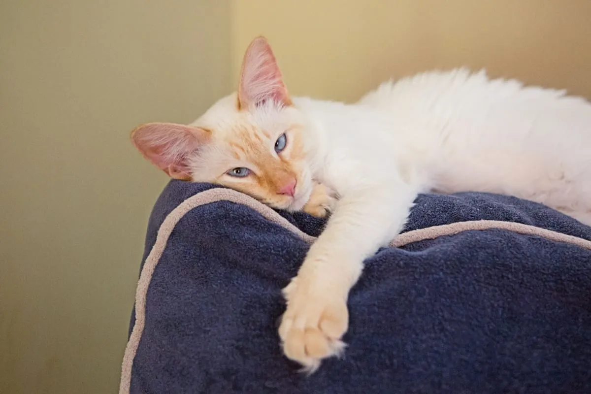 A lazy Flame Point Siamese