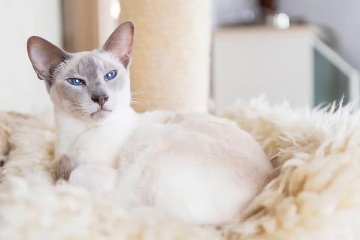 A lilac point Siamese cat in a hanging bed