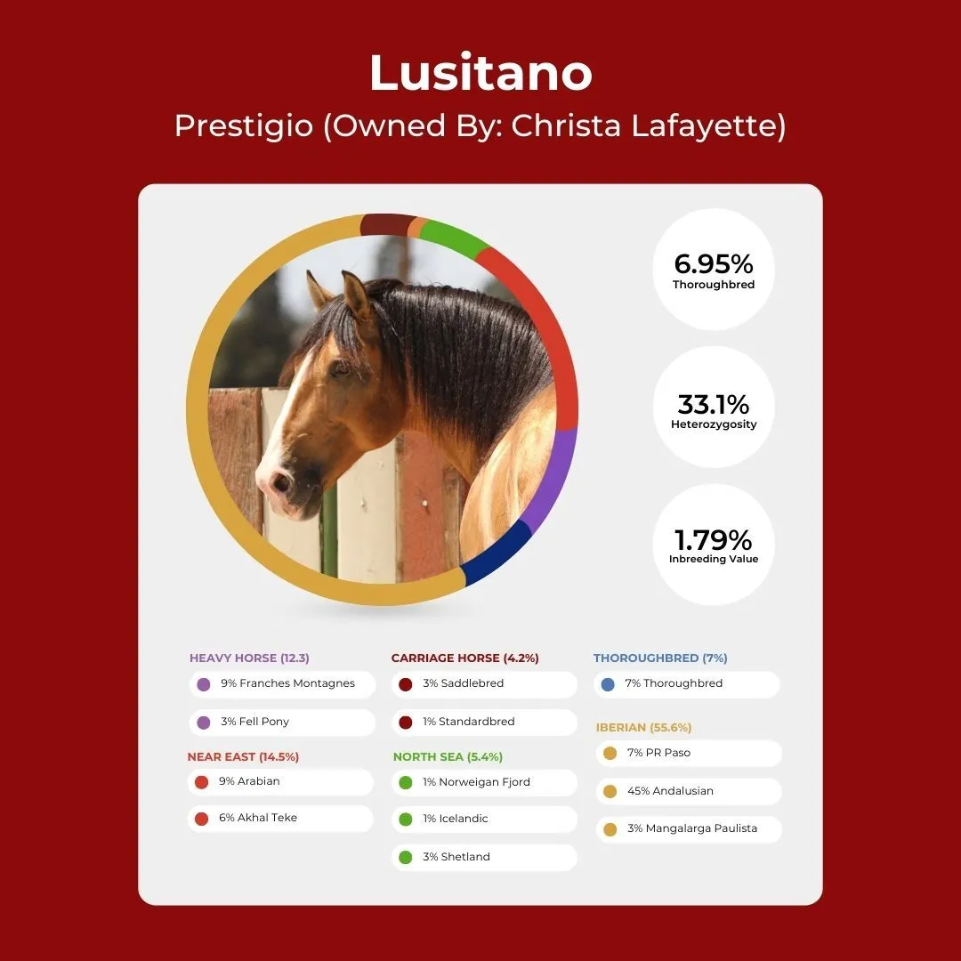 A Lusitano stallion is shown with his Etalon Equine Genetics Ancestry DNA test results.