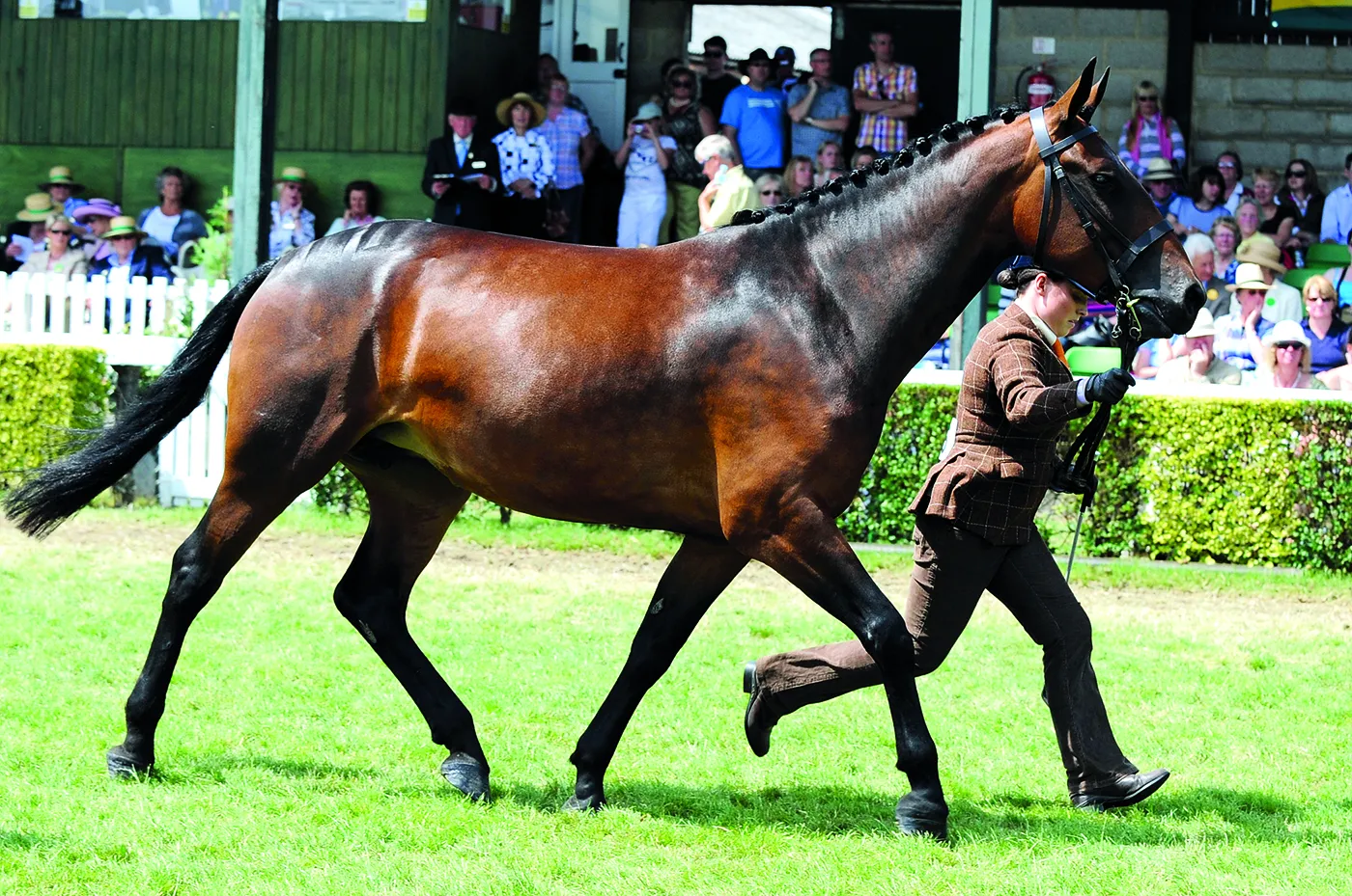 A majestic Cleveland Bay horse in a field