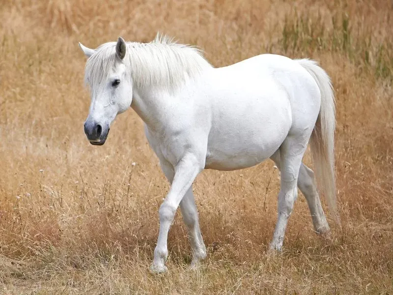 A majestic white horse in motion