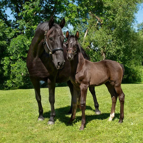 A mare and her foal