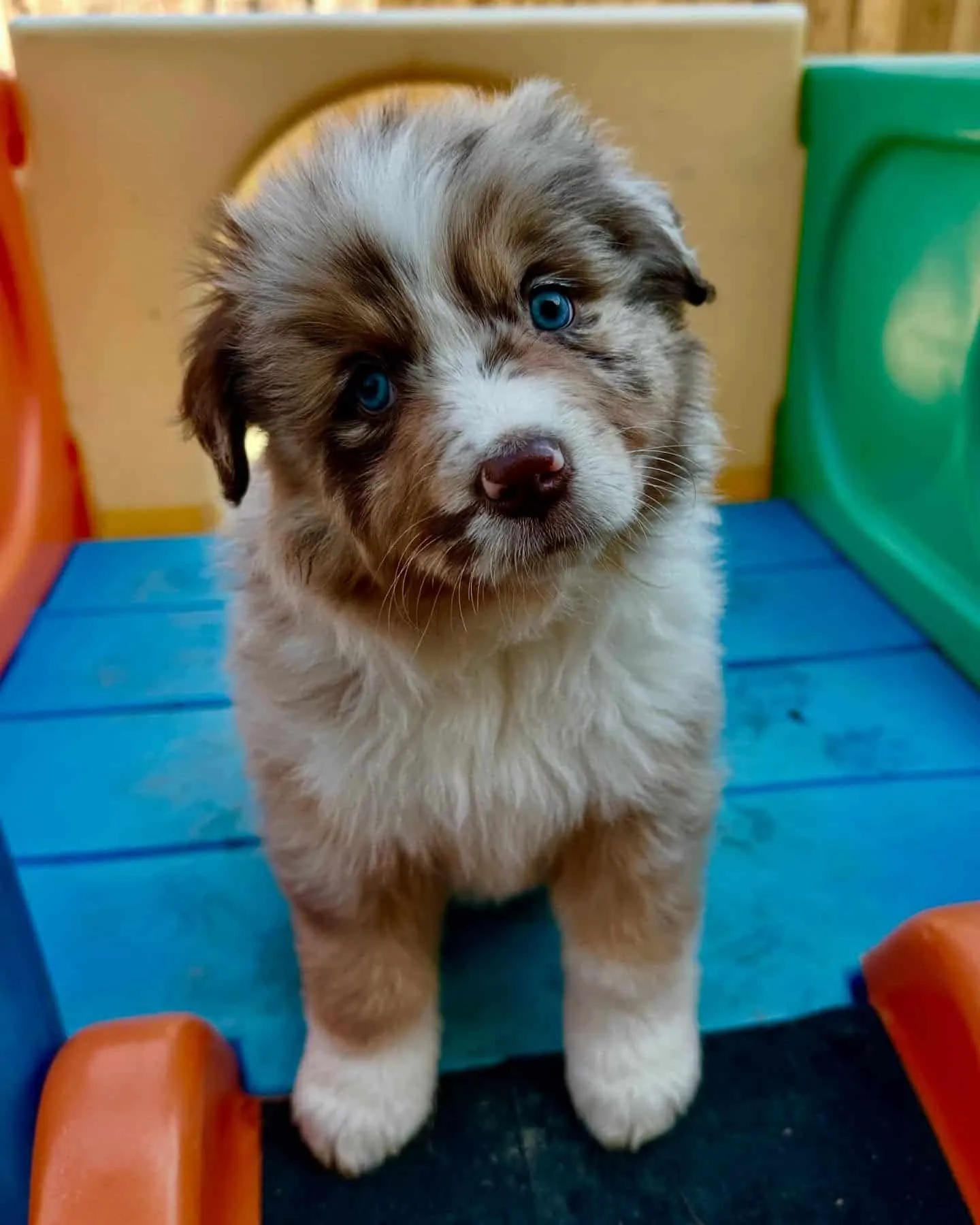 A playful blue merle Australian Shepherd puppy looking at the camera.