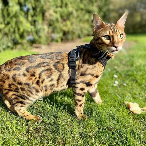 A playful cat reaching for a toy.