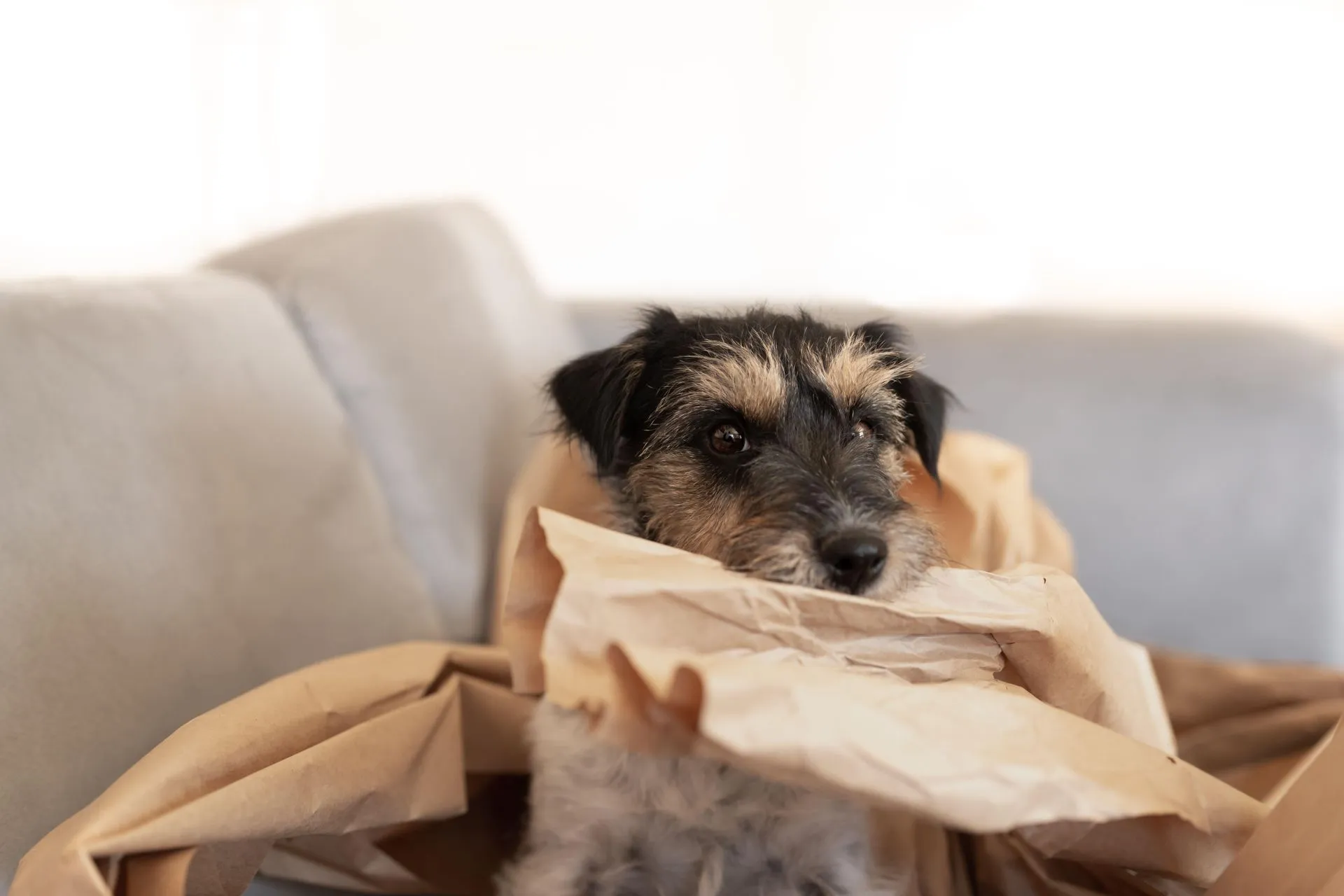 A playful illustration of a dog surrounded by shredded paper, looking innocently at the viewer.