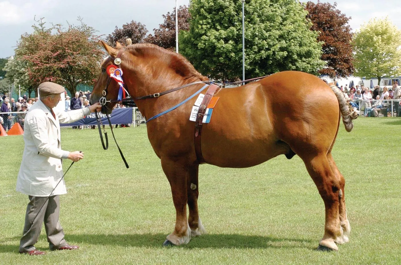 A powerful Suffolk Horse in a field