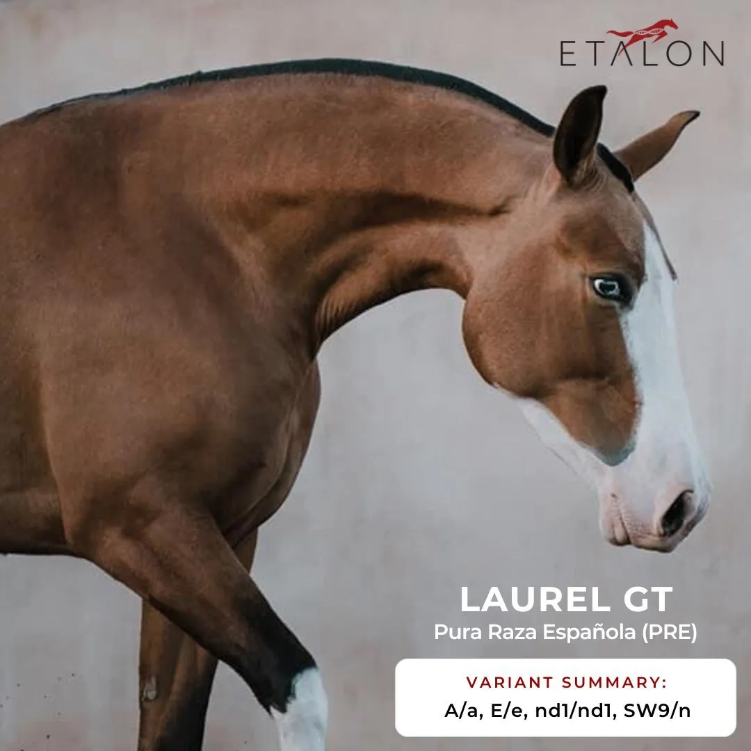 A Pura Raza Espanola (PRE) horse is shown with their Etalon Equine Genetics DNA test results.